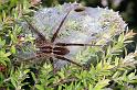 Dolomedes_minor_F2325_Z_87_Cape Reinga_Nieuw-Zeeland